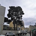 Scuola "San Tommaso ": rimossi i bozzoli di processionaria