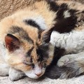 Pupa presa di mira da un gruppo di idioti. Ora cerca una famiglia