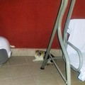 Pupa è al sicuro grazie alla presidentessa dell'associazione Anghellein
