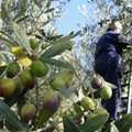 Nuovo contratto provinciale agricolo in Terra di Bari