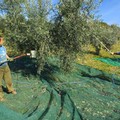 Produzione olio: quest'anno -30% a causa della siccità