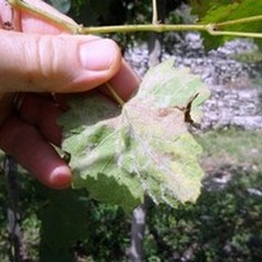 Vitigni sterili, tutta colpa della Peronospora