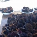 Nel Barese sequestrati oltre tremila ricci di mare nei primi 20 giorni di febbraio
