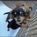 Cuccioli chiusi in un sacco in campagna: la Lega del Cane li salva