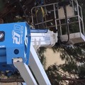 Verde pubblico, abbattuto pino all'interno della scuola  "San Giovanni Bosco " - VIDEO