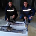 Pesce in vendita senza tracciabilità. Sequestri al mercato
