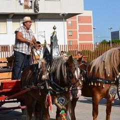 Questo pomeriggio la "Sfilata di cavalli, traini e carrozze "