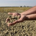 Siccità in Puglia, Coldiretti denuncia: «In tre giorni persi 1,3 milioni di metri cubi d'acqua»