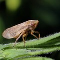 Contrasto alla Xylella, a Giovinazzo un'ordinanza rivolta ai privati