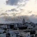 Lo spettacolo degli storni al tramonto che vanno a dormire nell'IVE (VIDEO)