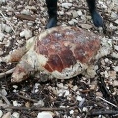 Due carcasse di tartarughe ritrovate a Giovinazzo