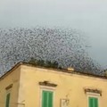 Evoluzioni e figure di uno stormo di uccelli: il video diventa virale