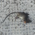 Un ratto morto in via Bari. Il PD ironizza