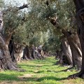 Tornano le Invasioni Rurali, insieme verso il 2020