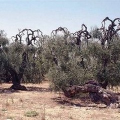 È tempo di Invasioni Rurali