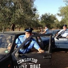 Sorpreso a rubare olive, preso un 48enne