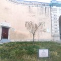 Gli ulivi dell’Istituto Vittorio Emanuele II sono malati