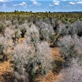  "Speciale Xylella " stasera sulla pagina Facebook di PrimaVera Alternativa