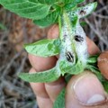 Xylella, Sicolo: «Istituzioni intervengano per salvare il più grande patrimonio olivicolo mondiale»