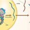Tecnologia mRNA: una storia iniziata 30 anni fa