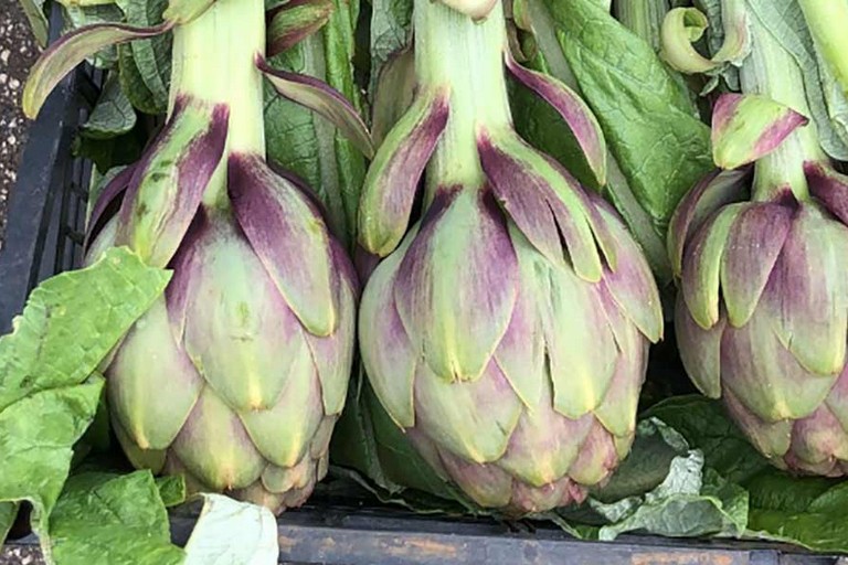 Carciofi barlettani