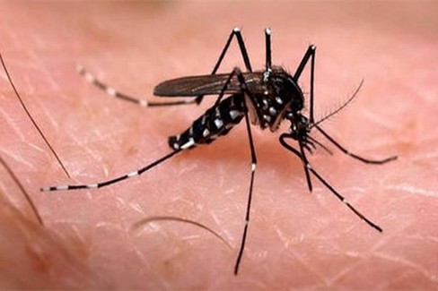 chikungunya