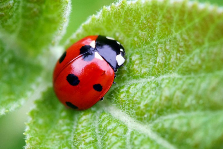 Coccinella