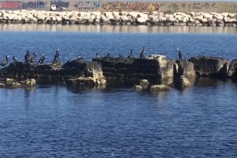 Cormorani sulla costa