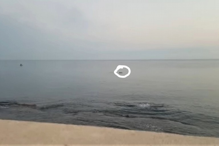 Delfini a Giovinazzo