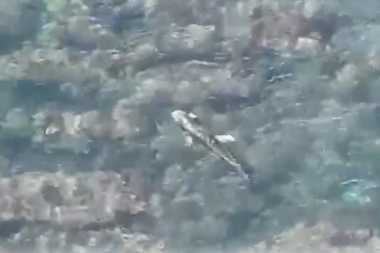 Il delfino avvistato a Giovinazzo