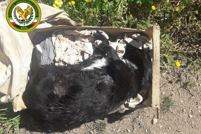 I cani morti abbandonati tra i rifiuti