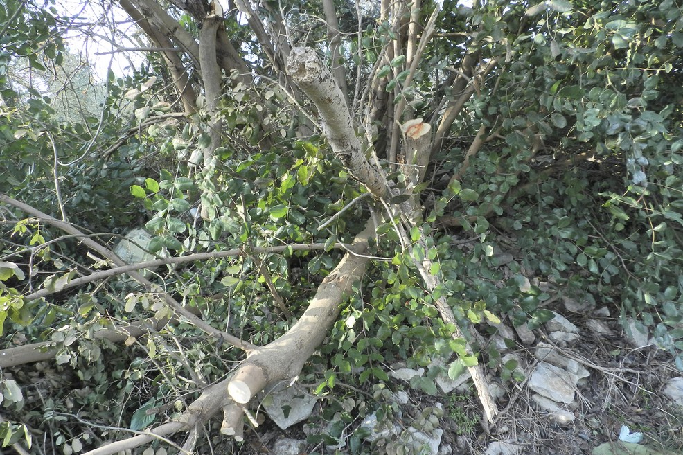 Alberi