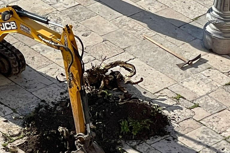Piantumazione alberi