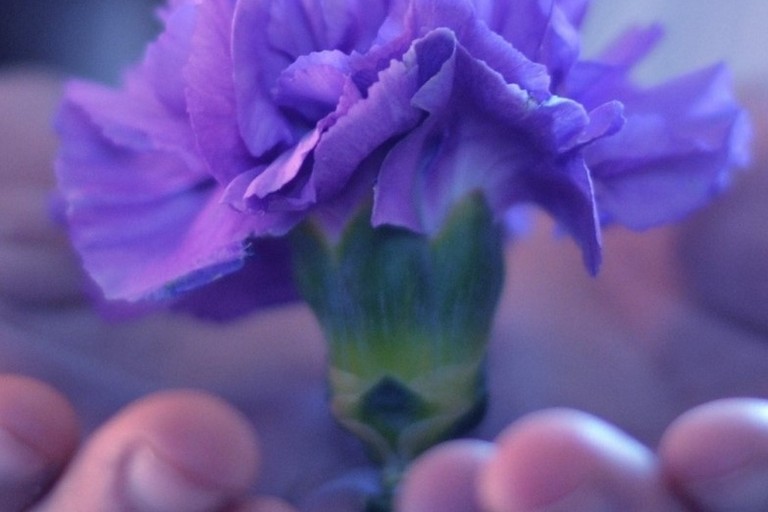 Fiore donato