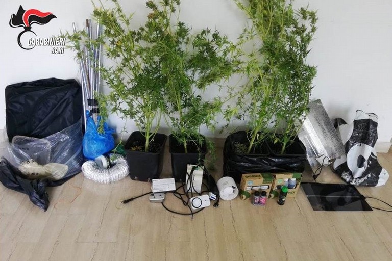 La droga sequestrata dai Carabinieri