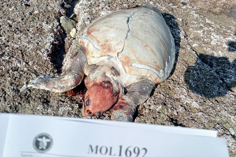 La tartaruga spiaggiata in località Trincea