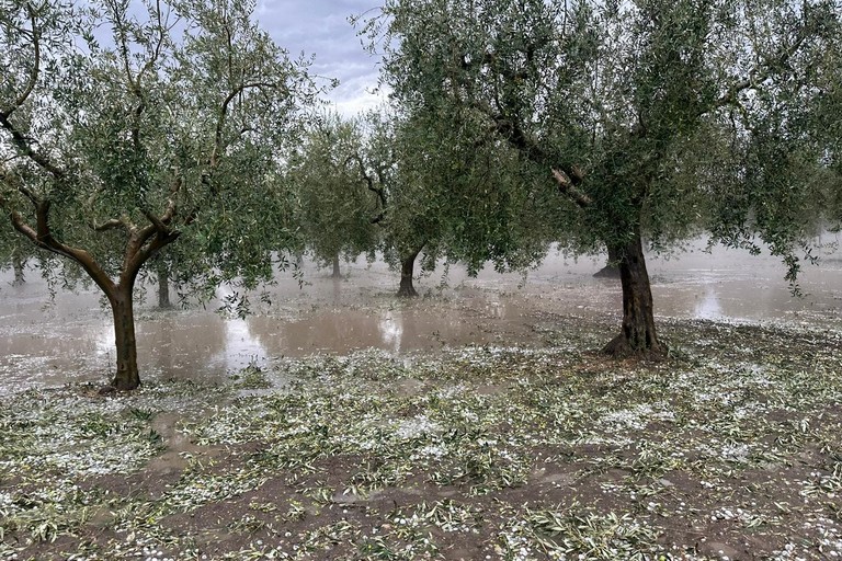 Grandine ed olive a terra