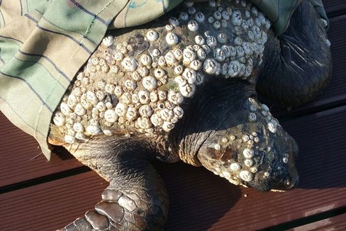 La tartaruga caretta caretta