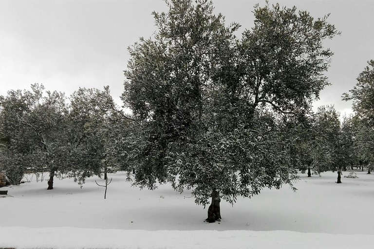 Campagne innevate a gennaio scorso. <span>Foto Giuseppe Dalbis</span>
