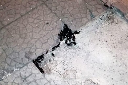 Blatte per strada in via Dogali