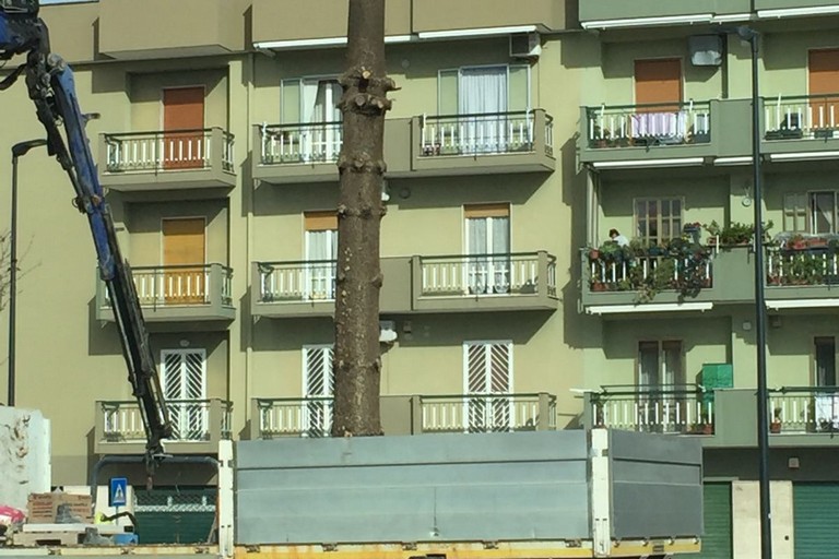 Le operazioni di taglio. <span>Foto P.L. </span>