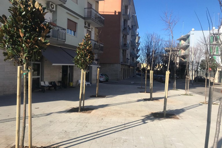 Magnolie tra via Marconi e piazza Risorgimento