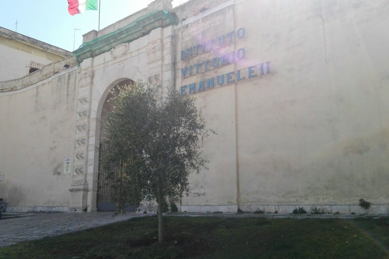 Ulivo IVE. <span>Foto Giuseppe Dalbis</span>