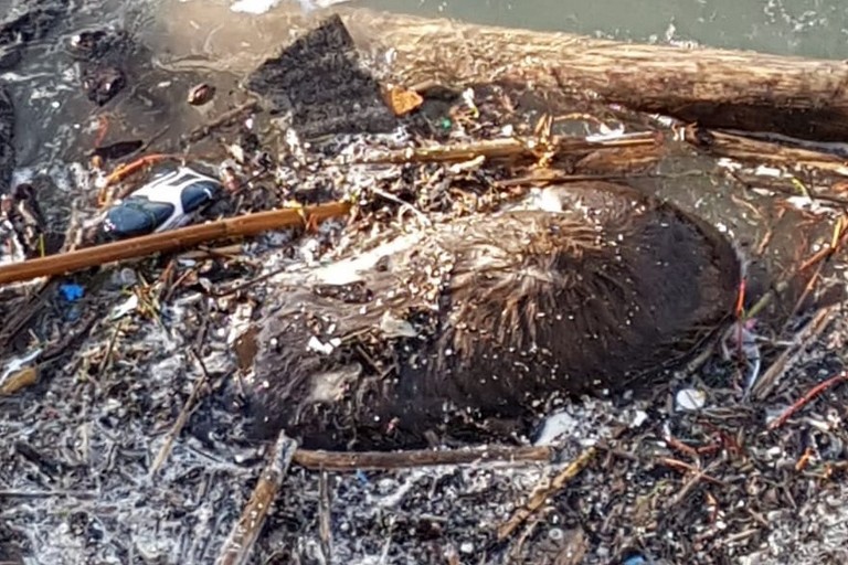 L'ariete morto
