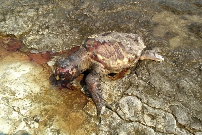La tartaruga rinvenuta in località Piramidi