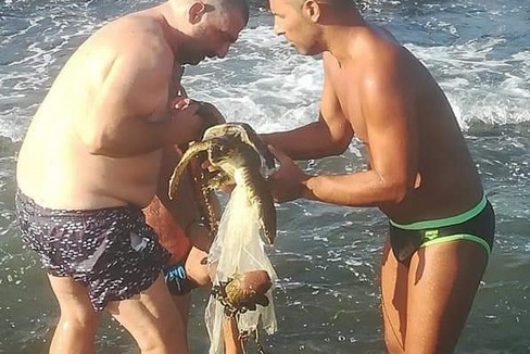 La tartaruga salvata a Giovinazzo