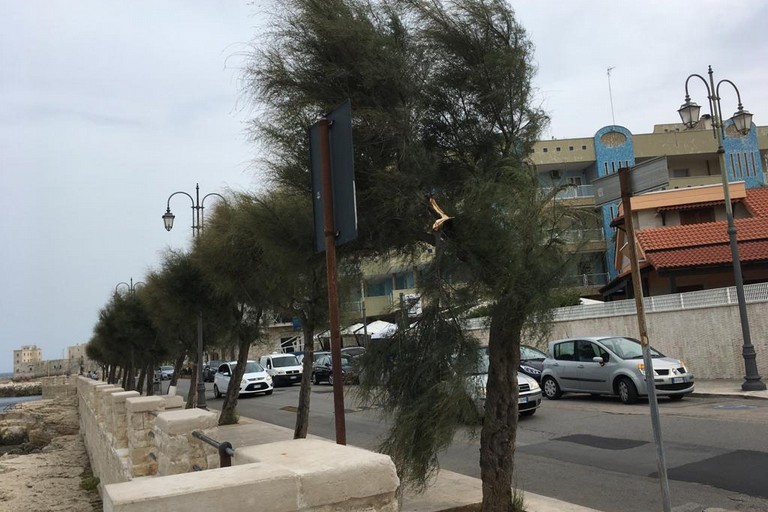 Albero spezzato a Ponente. <span>Foto Marzia Morva</span>