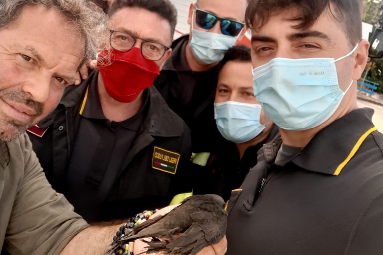 Il rondone liberato dai Vigili del Fuoco