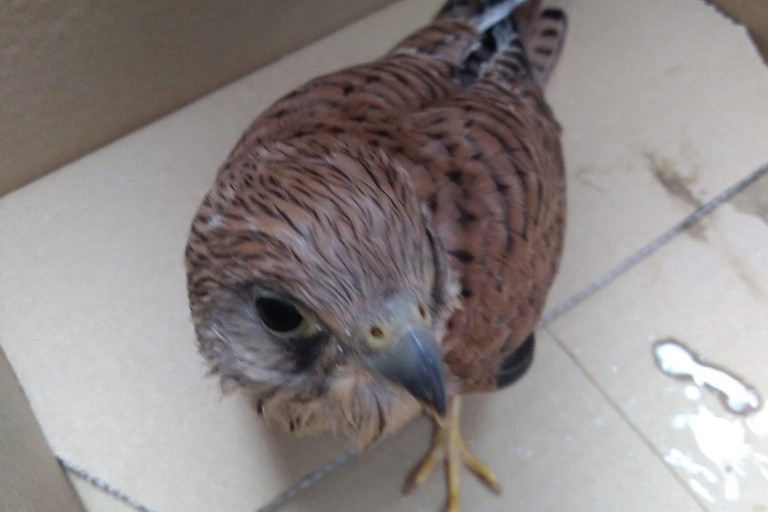 Il falco grillaio recuperato dal WWF