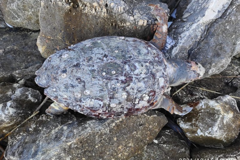 La tartaruga rinvenuta alla Rotonda